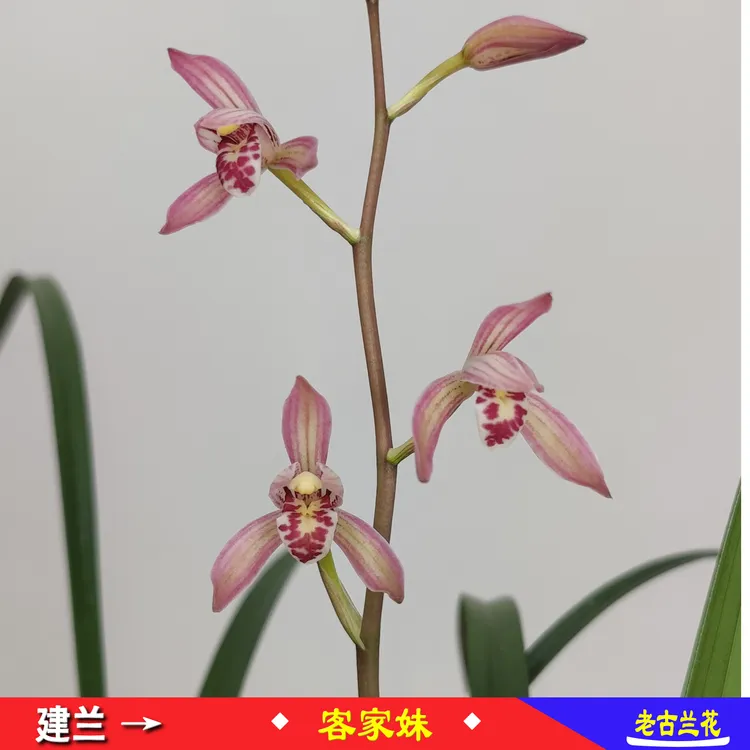 建兰色花【客家妹】名品兰花易栽易繁殖盆栽清香室内办公绿植