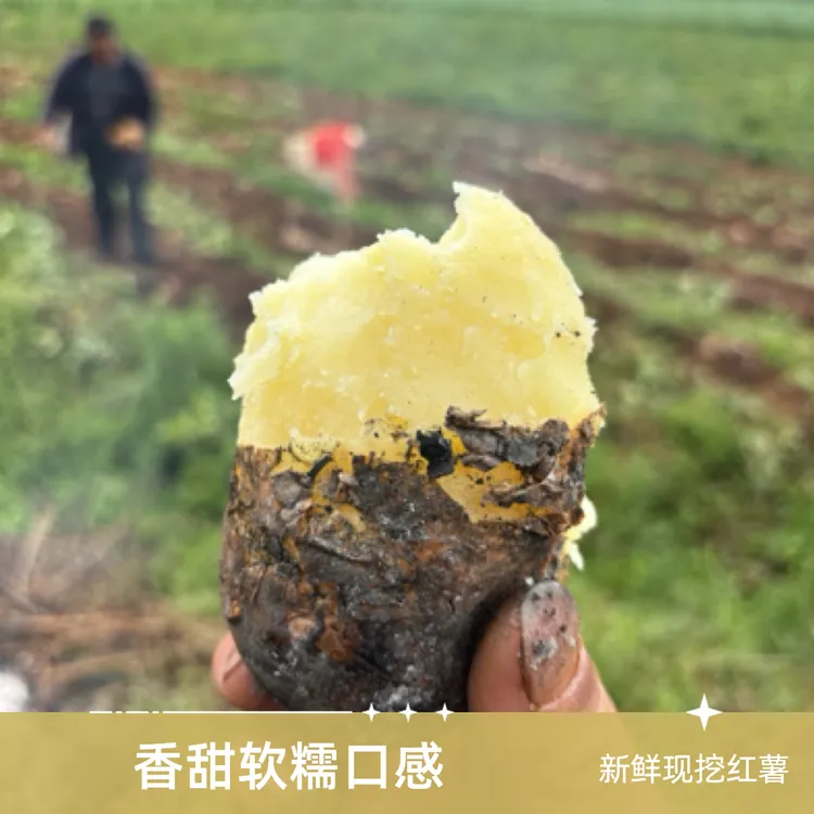 2025大凉山黄皮黄心农家种植黄皮黄心土豆新鲜新鲜土豆红皮土豆