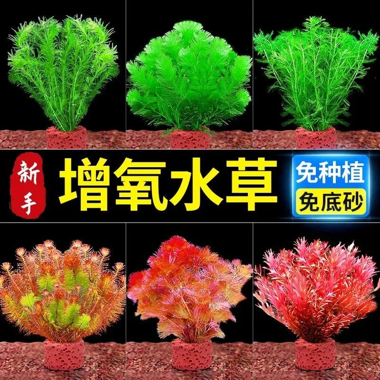 水质套餐火山石水草植物鱼缸造景真草水培蜈蚣草水榕阴性水榕水草