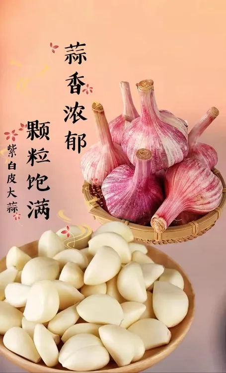精品精装大蒜头！！江苏邳州大蒜之乡欢迎你