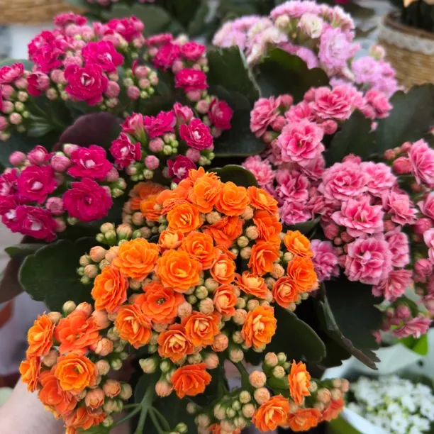 【昊景长寿花】5盆5色5个品种盆栽花卉室内绿植观赏植阳台客厅