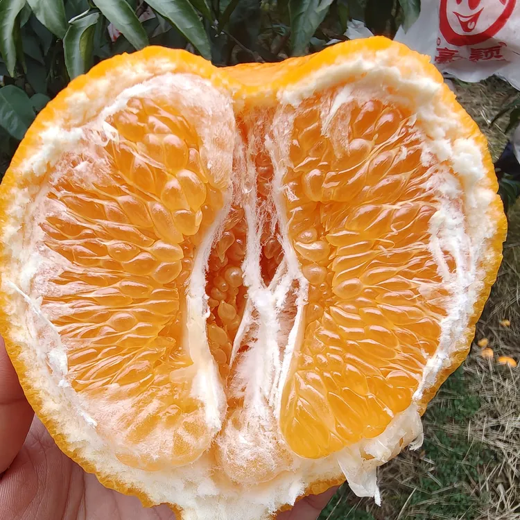 四川春见耙耙柑新鲜应季爆汁多汁水果精品四川正宗春见耙耙柑