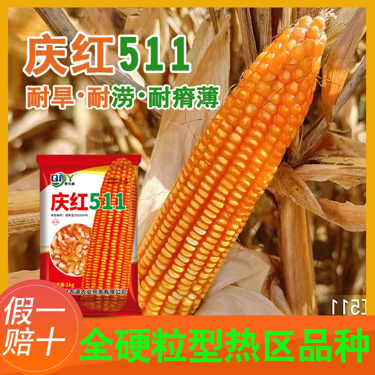 广西玉米品种庆红511长棒硬粒穗轴白色玉米种子适宜中低海拔