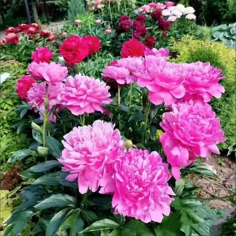 牡丹花苗盆地栽大苗正宗洛阳菏泽带花苞芍药花种鲜花重瓣花卉树苗