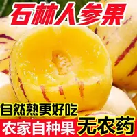 云南石林人参果带箱5斤装新鲜现摘应季水果自然成熟人参果