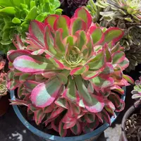 香妃9.9嫩法师多肉