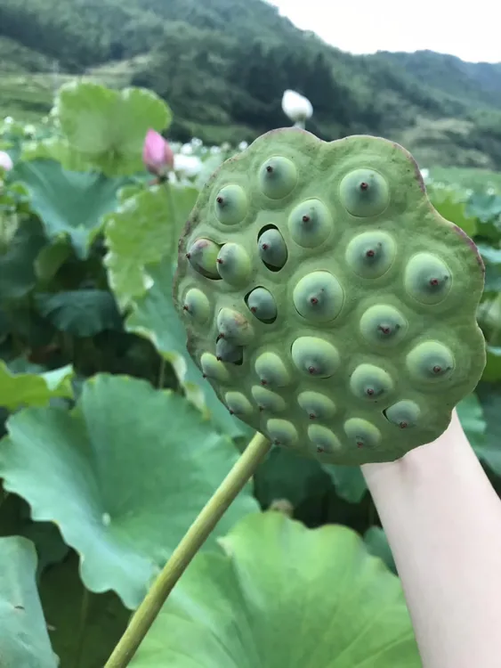 建宁白莲   莲子煲汤