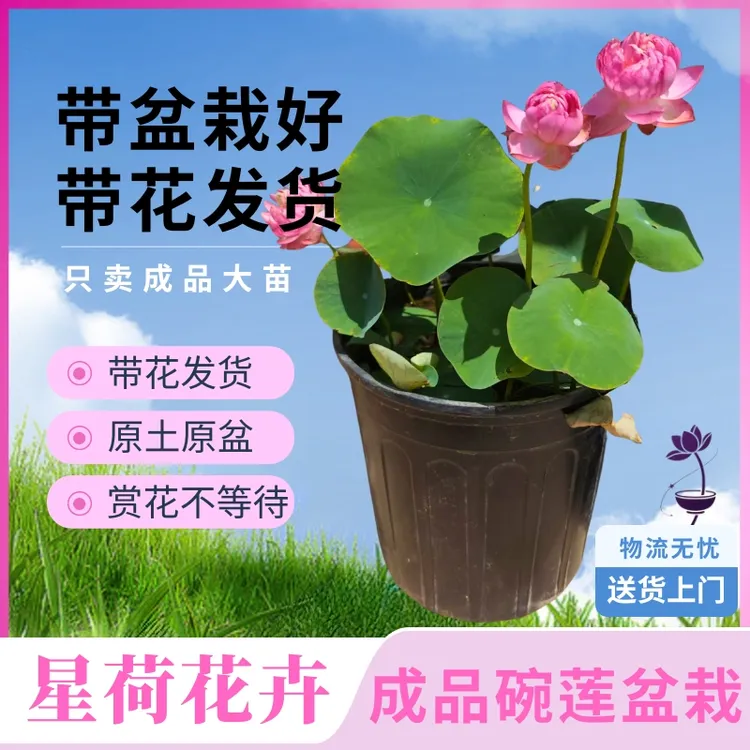 精品【成品盆栽碗莲】原盆原土打木架发货