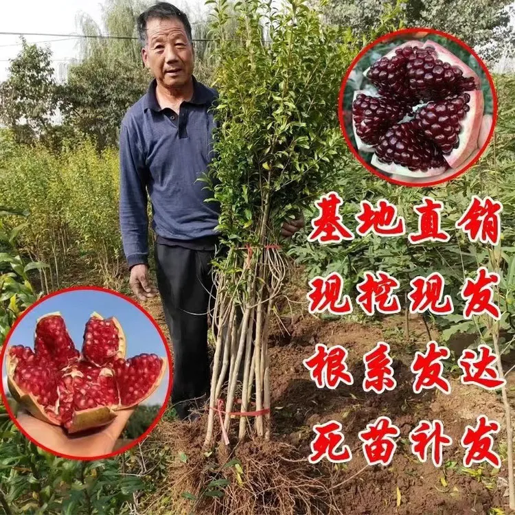 以色列黑籽石榴树苗南北方种植当年结果包对版