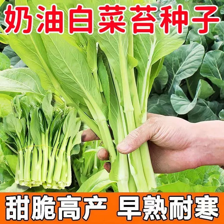 香甜早熟白菜苔种籽白菜心种子脆甜菜苔农家庭院蔬菜四季种植