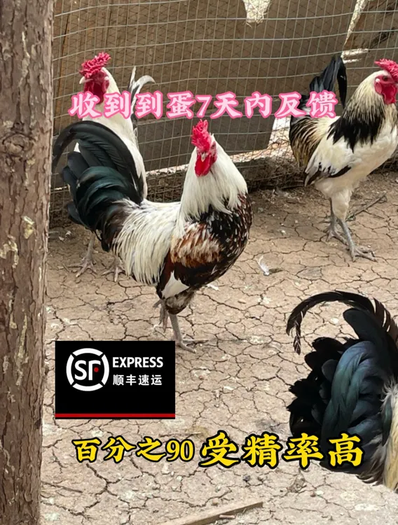 七彩鹊山鸡蛋 花冠胡子凤头 新鲜现捡现发