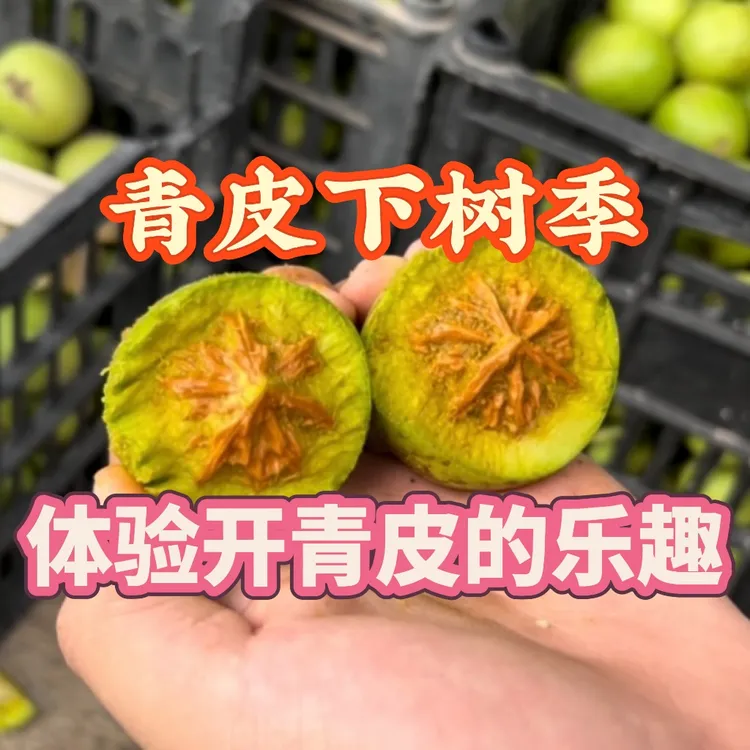 文玩核桃盘山公子帽青皮