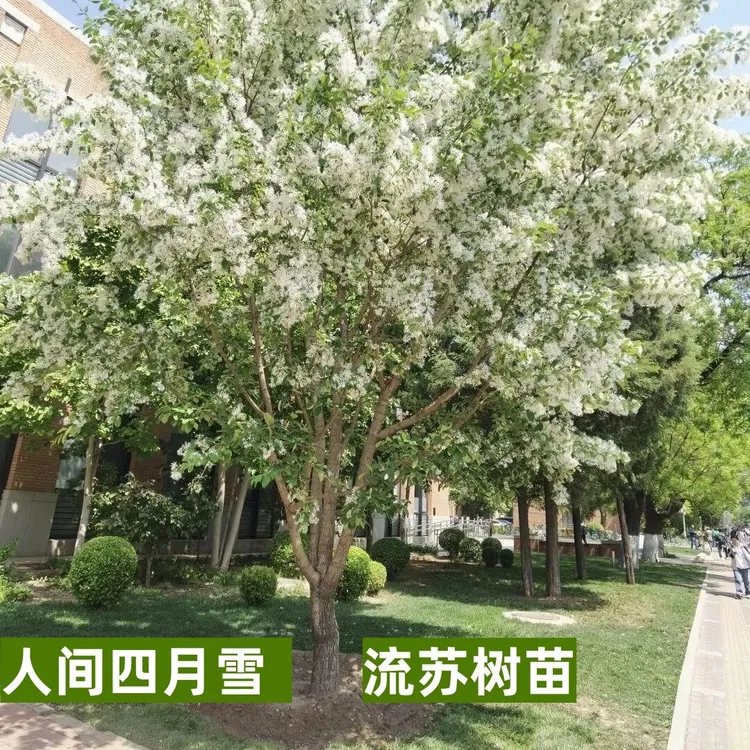原生流苏树苗行道树庭院种植流苏花苗油根子树苗耐寒抗旱品种