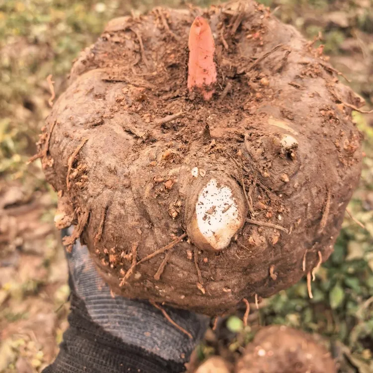 贵州新鲜魔芋 现挖现发货 魔芋豆腐优质原材料3斤5斤10斤