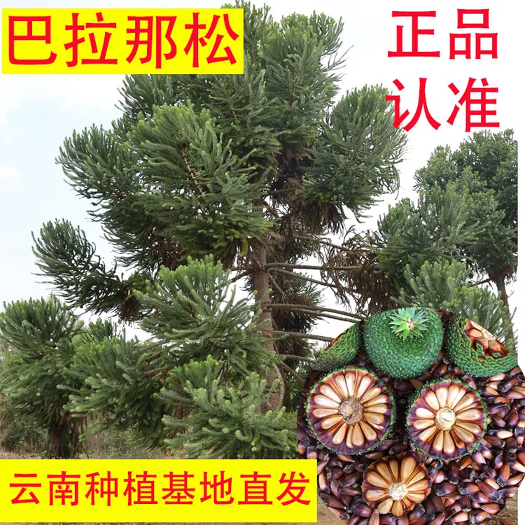 正宗巴拉那松树苗巴西进口树种大拇指松子树巴拉那松树苗云南种植