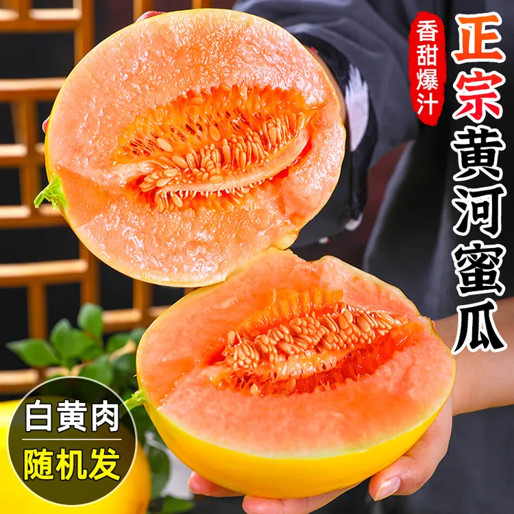 【香甜多汁】正宗黄河蜜甜瓜2-9斤甜瓜红金宝香瓜哈密瓜新鲜水果