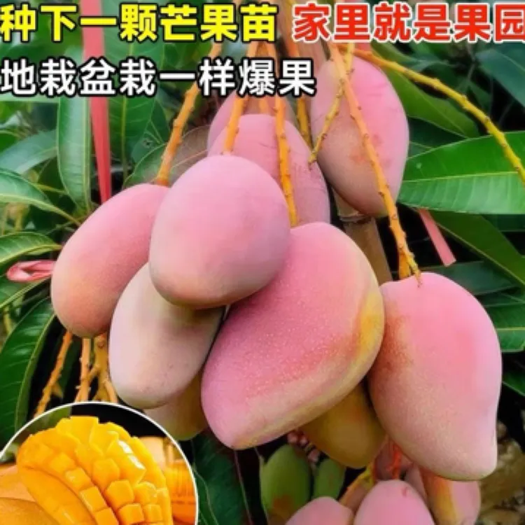 芒果树苗嫁接贵妃四季金煌芒果苗盆栽地栽矮化庭院阳台当年结果