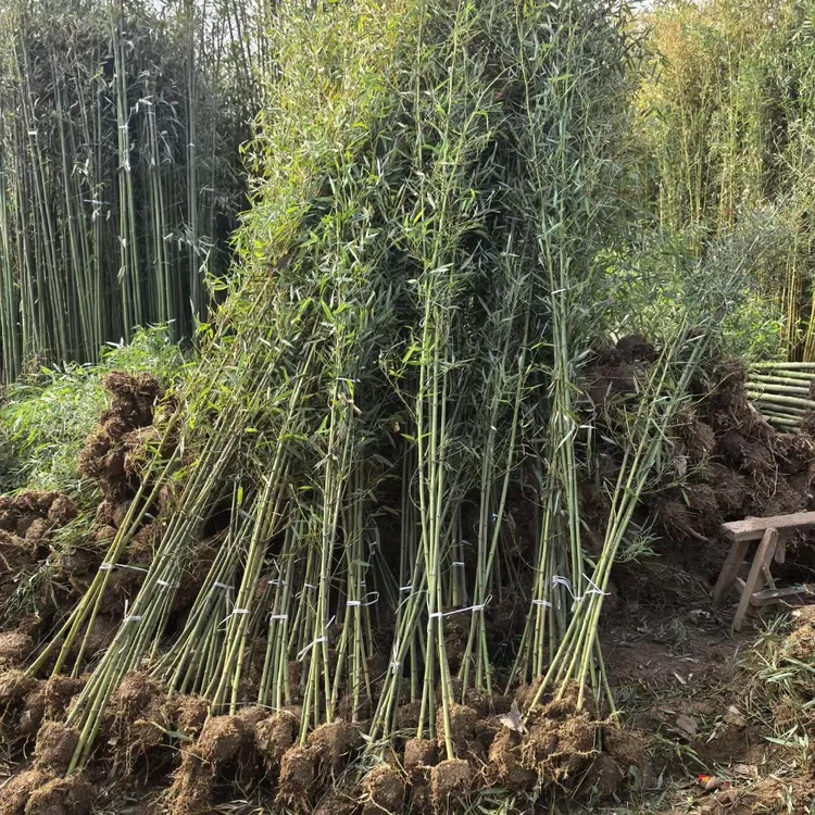 早园竹苗室内外阳台庭院种植耐寒耐热四季常青好养