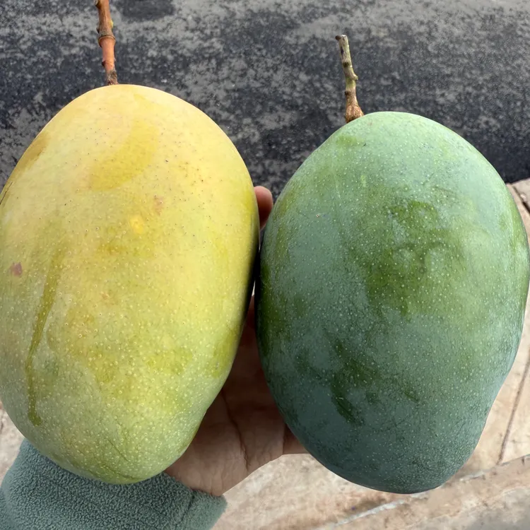 (青皮黄皮混发)Z攀枝花凯特大芒果多汁产地直发当季新鲜水果