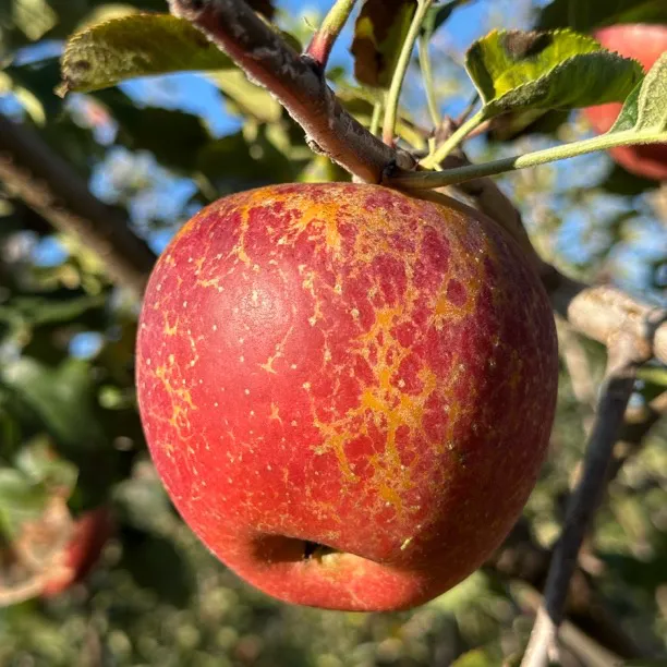 【大凉山盐源头茬】优质品冰糖心丑苹果新鲜现摘脆甜多汁当季苹果