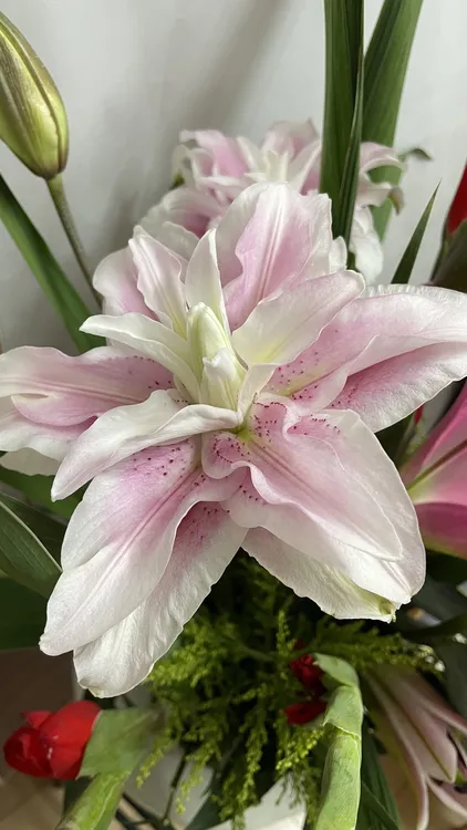 云南直发香水百合花香味浓郁适合家用水养插花