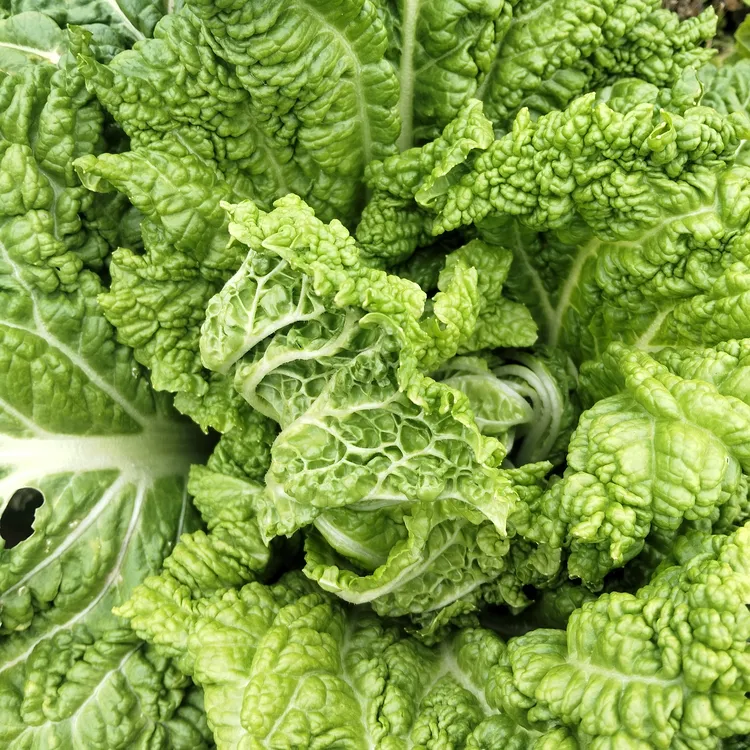 贵州高山农家白菜现砍先发