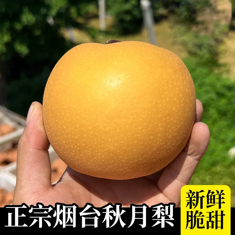 烟台莱阳秋月梨新鲜冰糖梨当季水果现摘超甜大果皮薄中秋礼盒