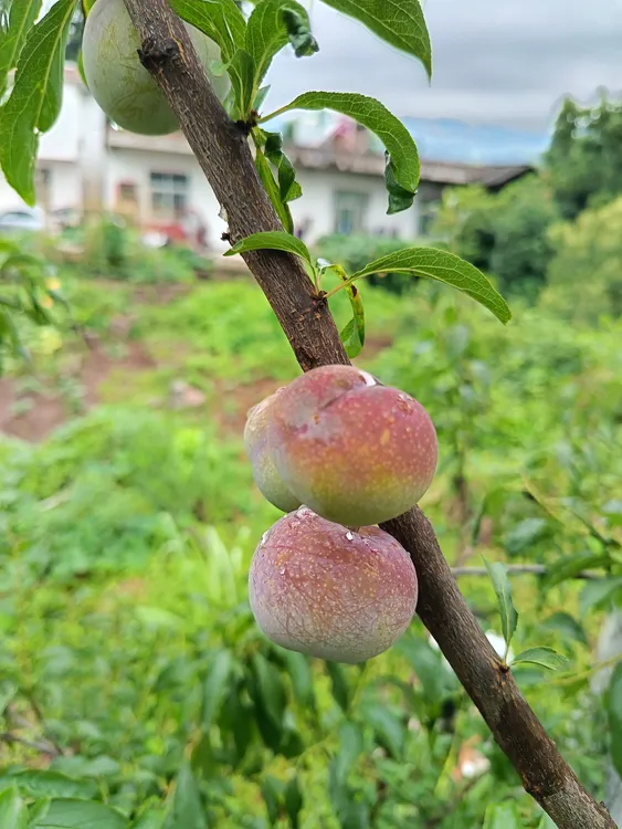 四川宜宾本地老品种半边红【茵红李】每日新鲜现摘现发脆甜爽口