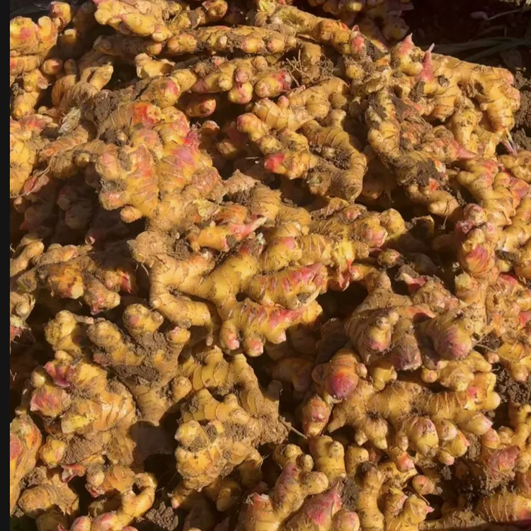 云南贵州新鲜小黄姜中黄姜现挖老姜香味浓郁辛辣够味整箱批发包邮