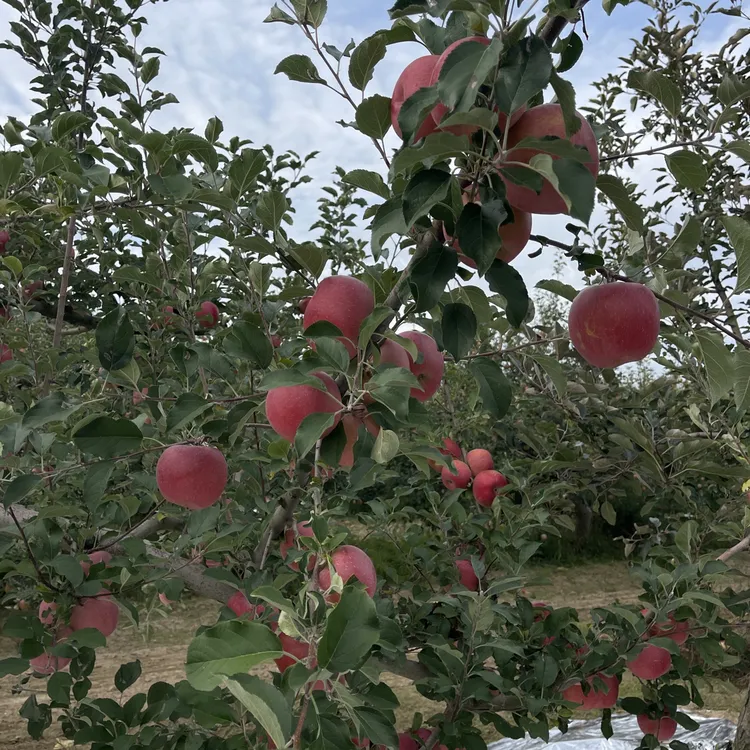 25年新鲜高原红富士苹果自然绿色种植甘肃黄土高原北纬三十五度