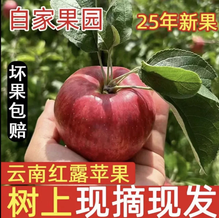 [当季]正宗云南昭通甜蜜苹果新鲜水果现摘现发丑苹果