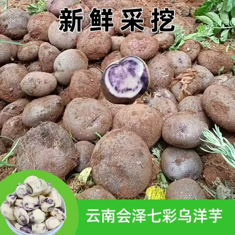 云南会泽绿色种植七彩乌洋芋粉面糯香
