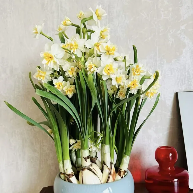 水仙花种球盆栽多年生四季易种庭院阳台种植花卉发货快