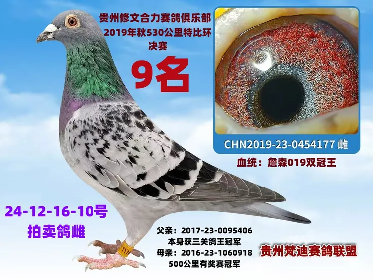 信鸽赛鸽成绩鸽公棚鸽詹森胡本速霸龙考夫曼杨阿腾