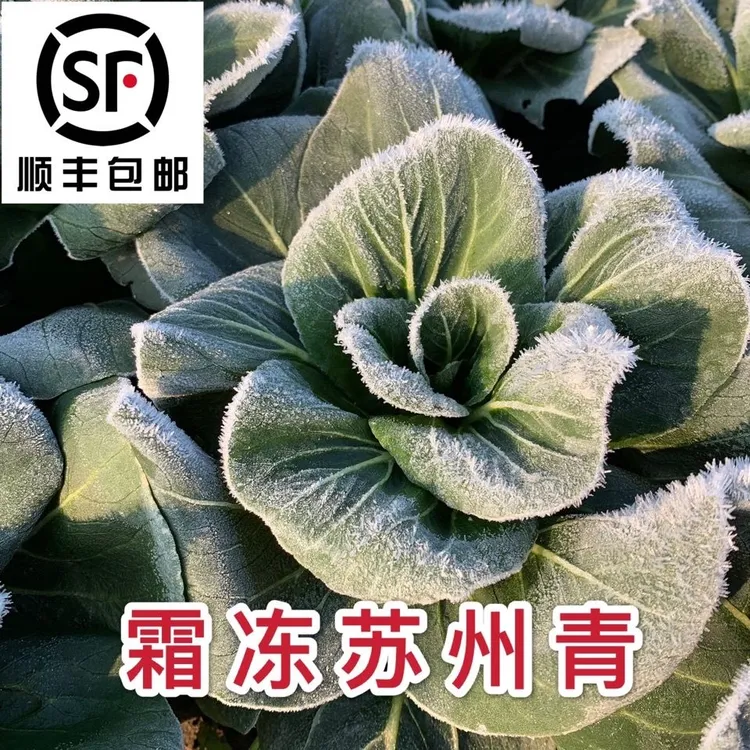 顺丰包邮苏北发货露天苏州青青菜脆嫩甜