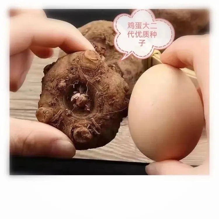 正宗花魔芋种子高产一二代云南基地批发魔域种大个新鲜小苗种魔芋