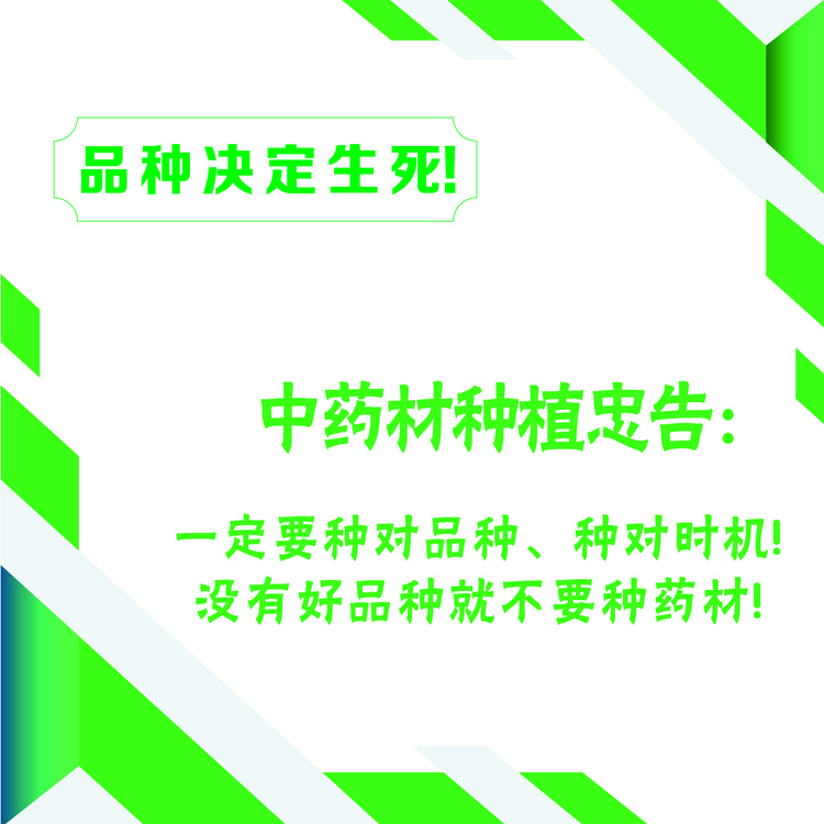 怎么选中药材品种，才能亩产过万？
