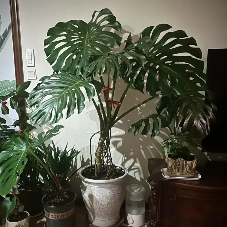 老桩龟背竹盆栽绿植多年生室内高端盆景观叶绿植易养护绿植盆栽