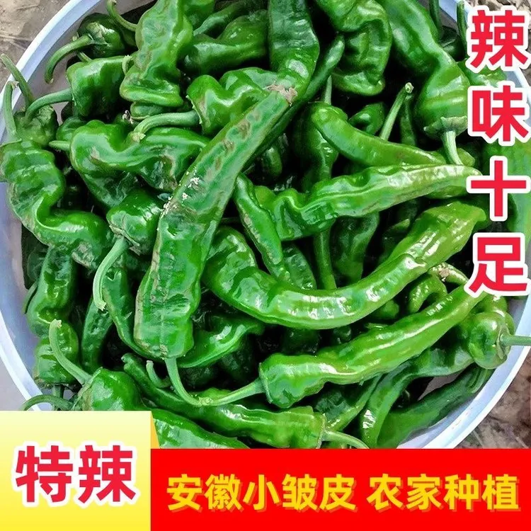 现摘现发特辣青辣椒薄皮特辣小皱皮辣椒新鲜产地直发辣椒农家种植