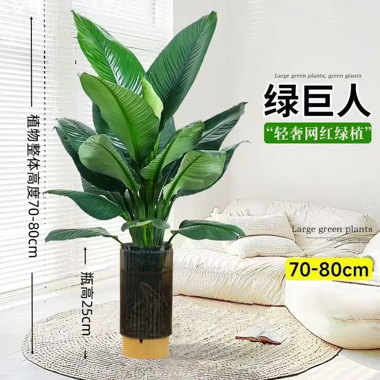 水培绿巨人【一株70CM-80CM】室内客厅大型盆植物吸甲醛万年青小马