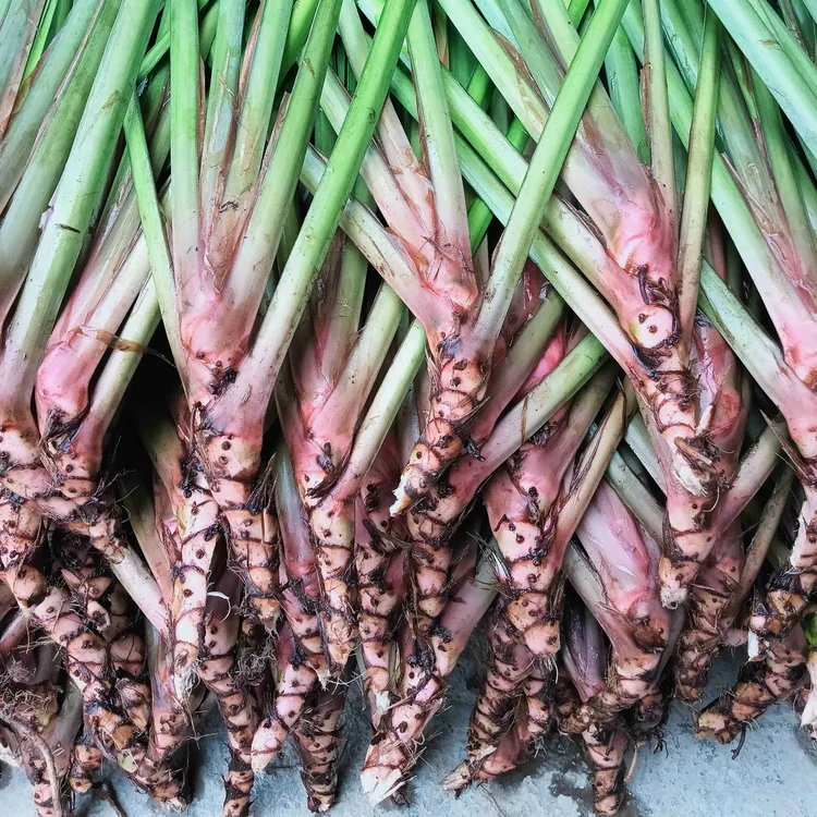 贵州五香三奈随手香香香菖蒲野生红根小叶新鲜带根牛瘪大料香料