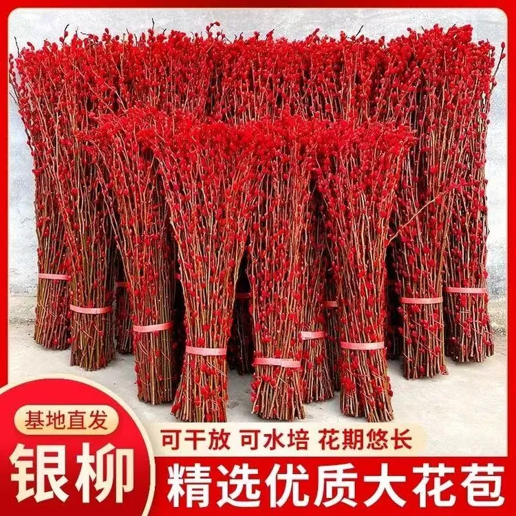 银柳【送花瓶挂饰】真花鲜枝干养水培年宵花室内客厅喜庆装饰干花