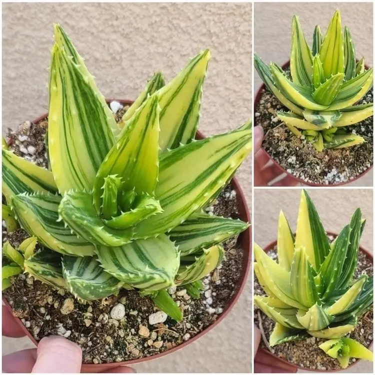芦荟多肉植物不夜城锦雪花芦荟芦荟锦花卉绿植盆栽防辐射净化空气