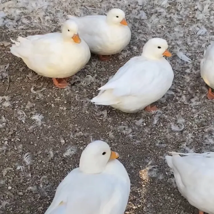 百鸿顶品柯尔鸭专拍