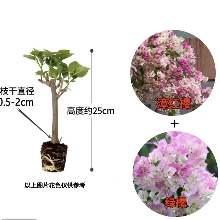 【漳红樱室内绿植+绿樱】到手2棵三角梅基地清仓直邮