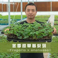 手艺人飞羽家庭阳台花园冬季甜草莓红颜章姬雪真红美玲