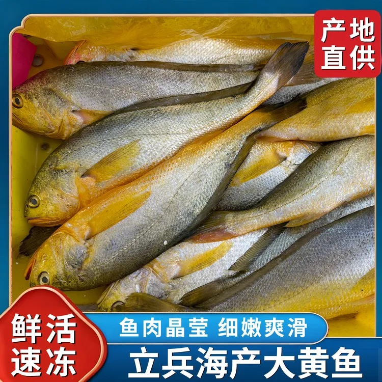 大黄鱼冰鲜发货多仓配送新鲜鲜嫩