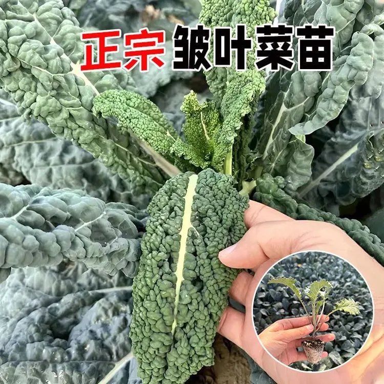 皱叶菜羽衣甘蓝秧苗种子观赏绿紫食用蔬菜苗甘蓝种子秋冬蔬菜