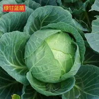球心甘蓝苗秧苗花菜花苗子西兰花种子苗四季南方盆栽阳台菜苗