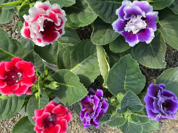 [大岩桐]富贵芙蓉花重瓣大花带花苞室内观赏盆栽基地直发 送花盆